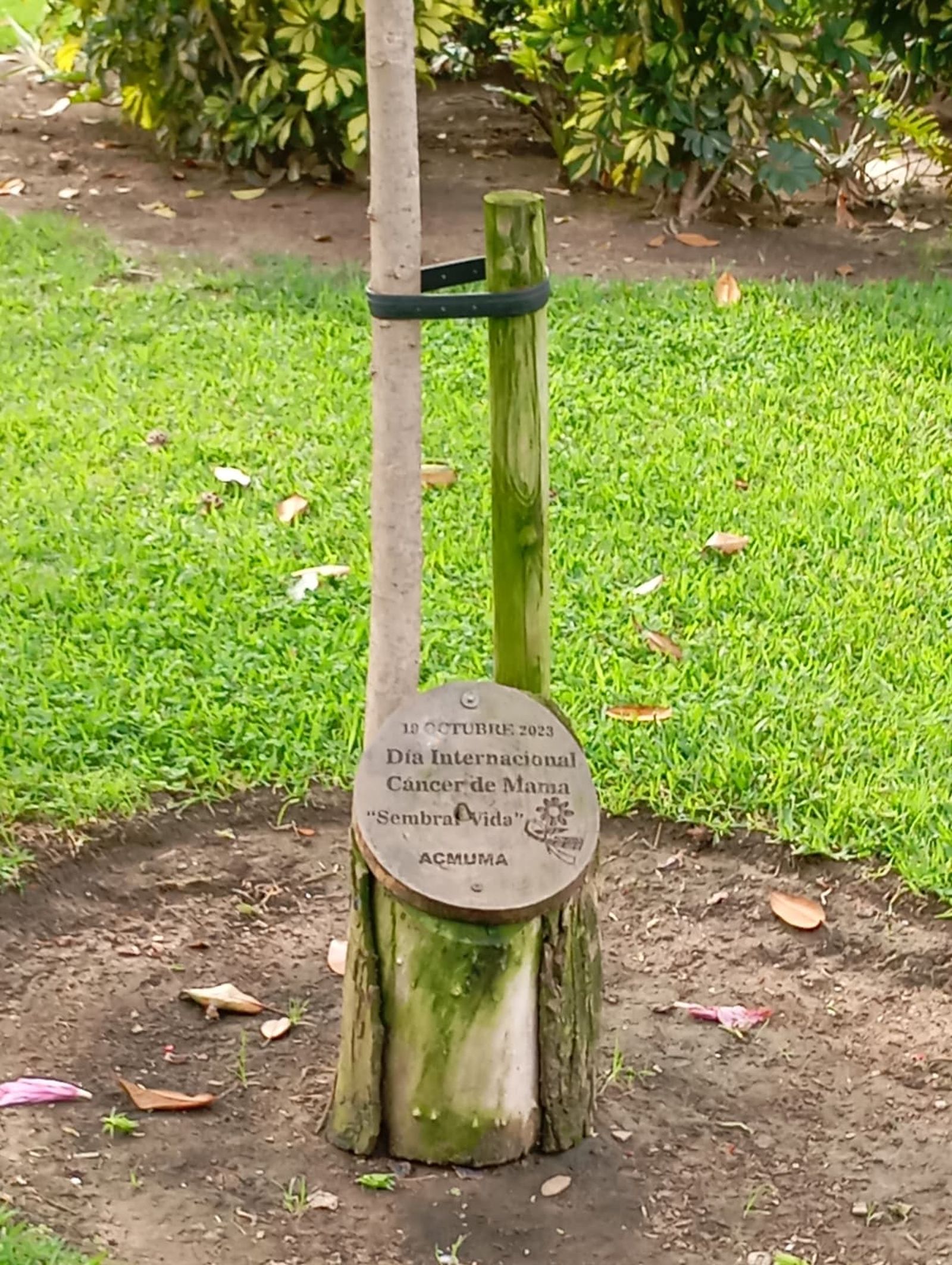Ruido de moto y lágrimas de alegría para celebrar la vida Ruido de moto y lágrimas de alegría para celebrar la vida