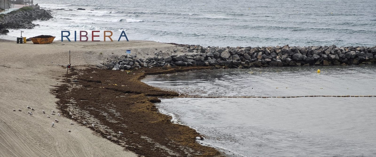 La Ciudad refuerza las tareas de limpieza en las playas ante la acumulación de algas por el levante