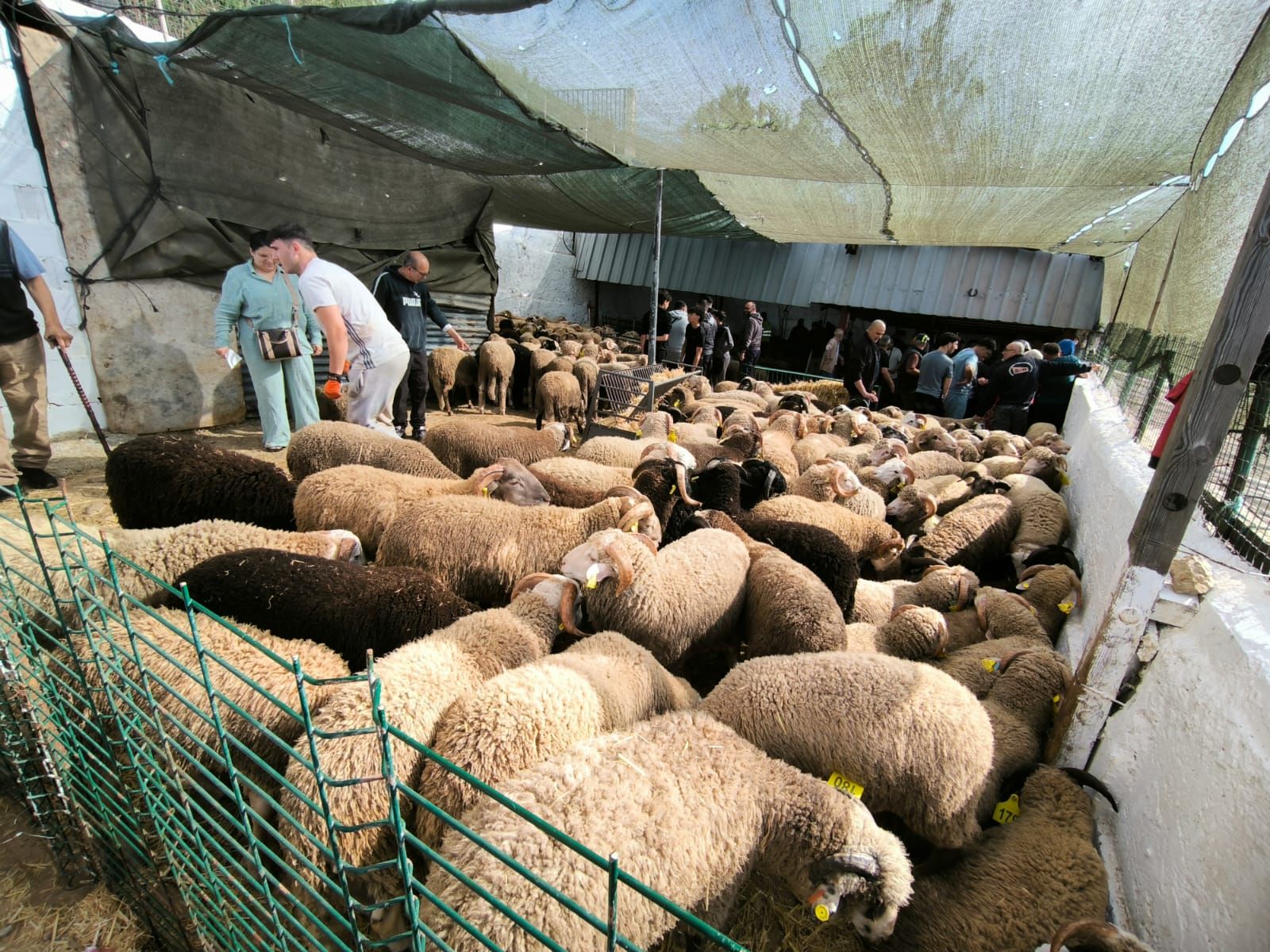 Arranca la cuenta atrás para la Fiesta del Cordero en Ceuta