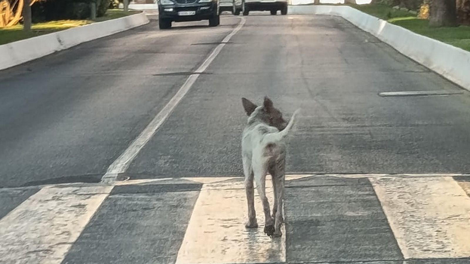 Perro con rabia antes de ser capturado y fallecer Perro con rabia antes de ser capturado y fallecer