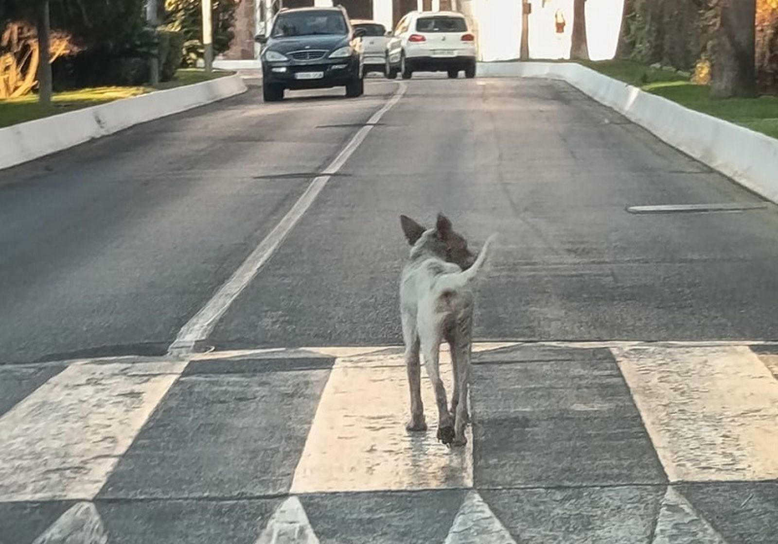 Perro con rabia antes de ser capturado