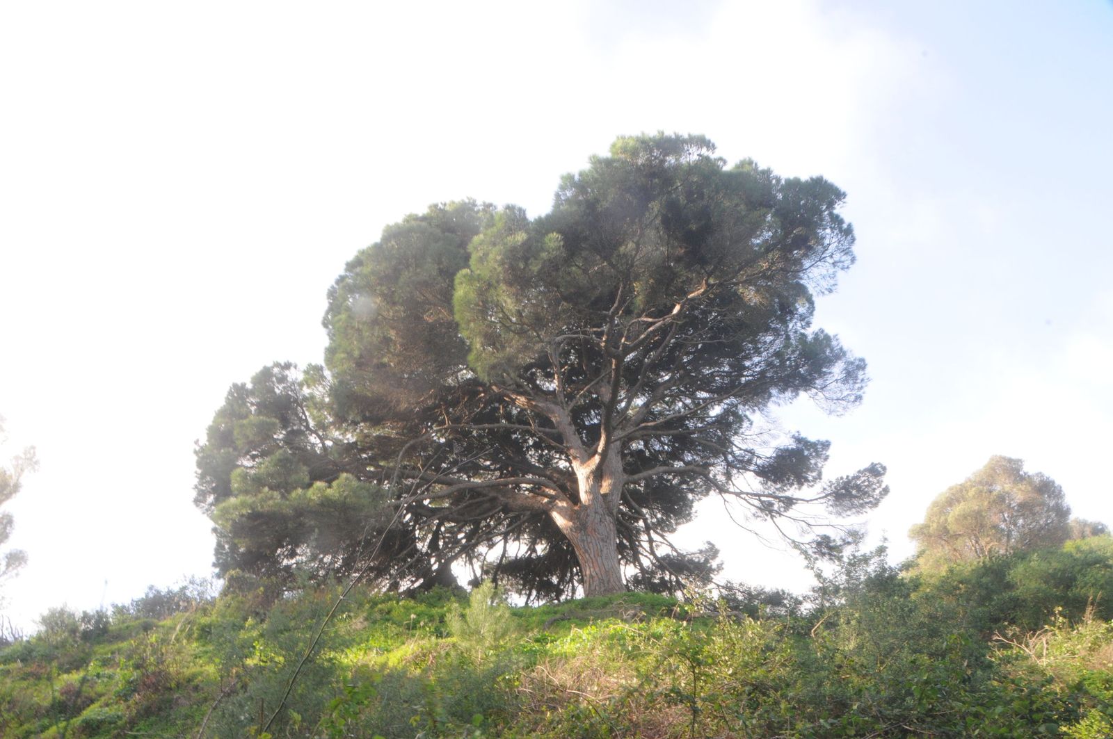 Un clamor ecologista reclama una actuación urgente para salvar el pino bicentenario de Calamocarro