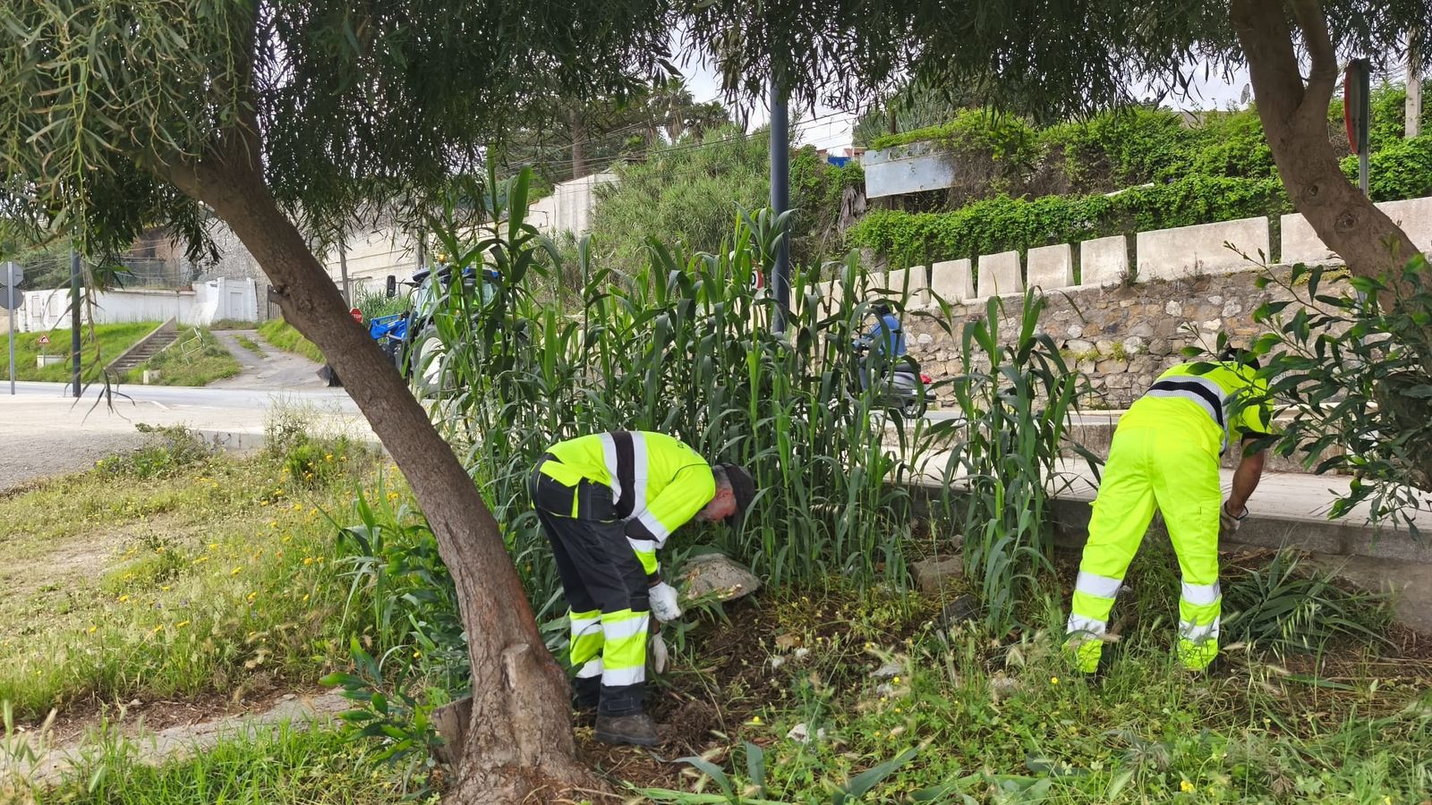 Trabajo de desbroce en las playas
