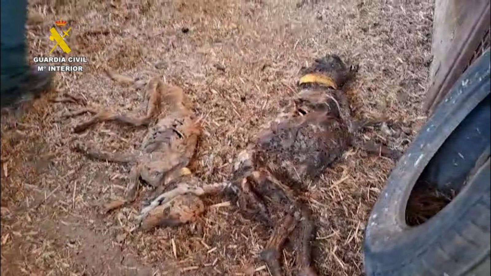 3575_muerte-32-perros