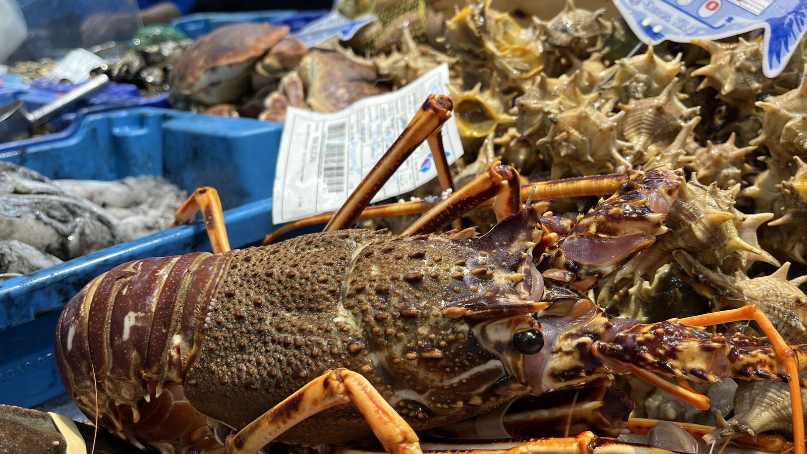 Imágenes de la pescadería de Younes en el Mercado Central.