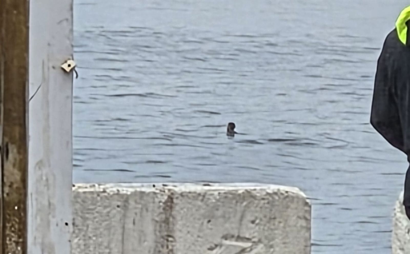 Un migrante nadando en la zona de Juan XXIII este viernes