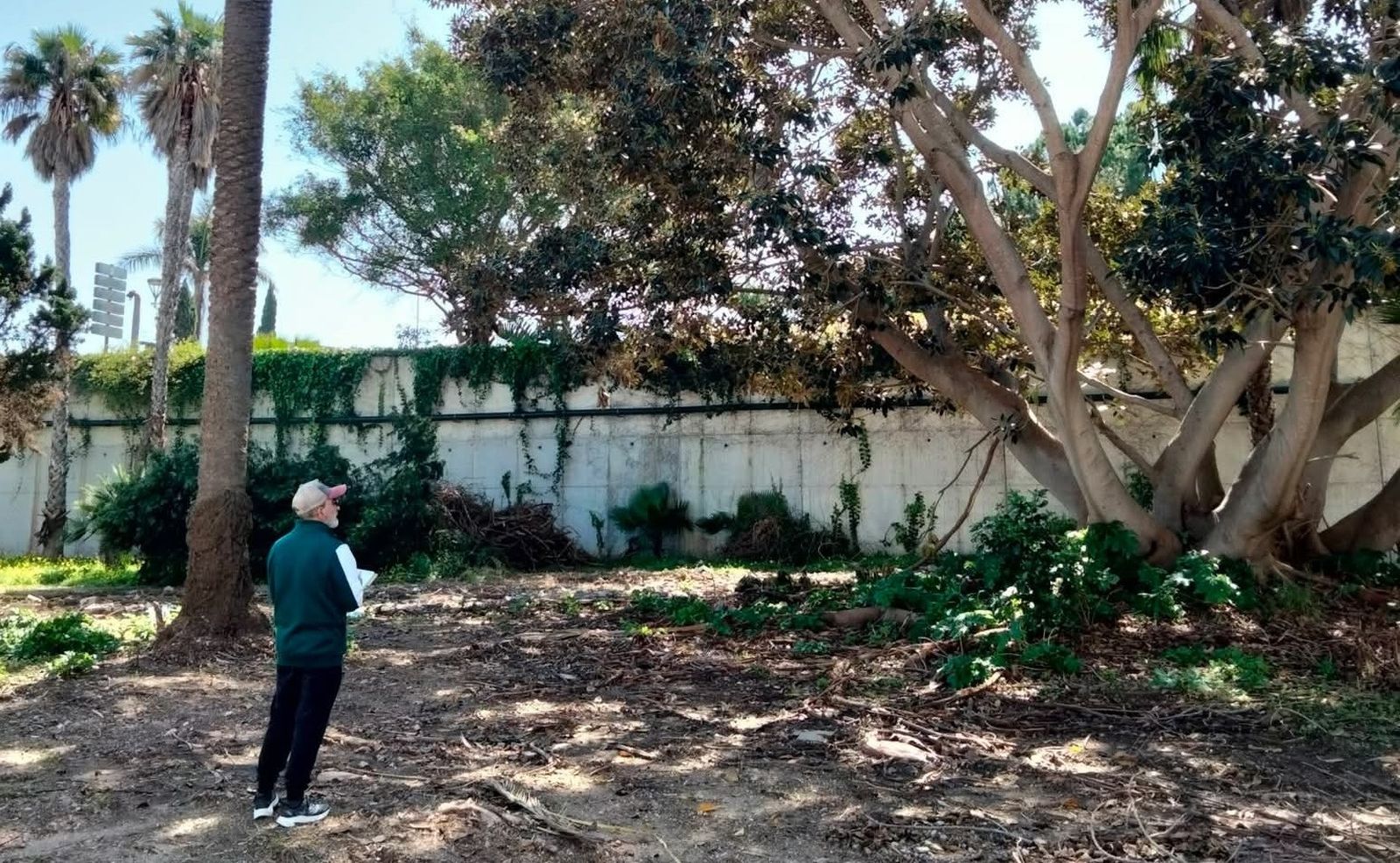 DAUBMA alerta: 14 árboles singulares del puerto de Ceuta, en riesgo ante las obras
