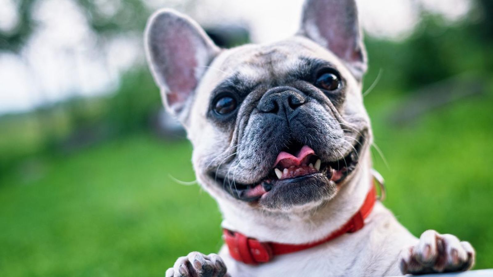 El “recibimiento feliz” de tu perro podría ser una señal de alarma