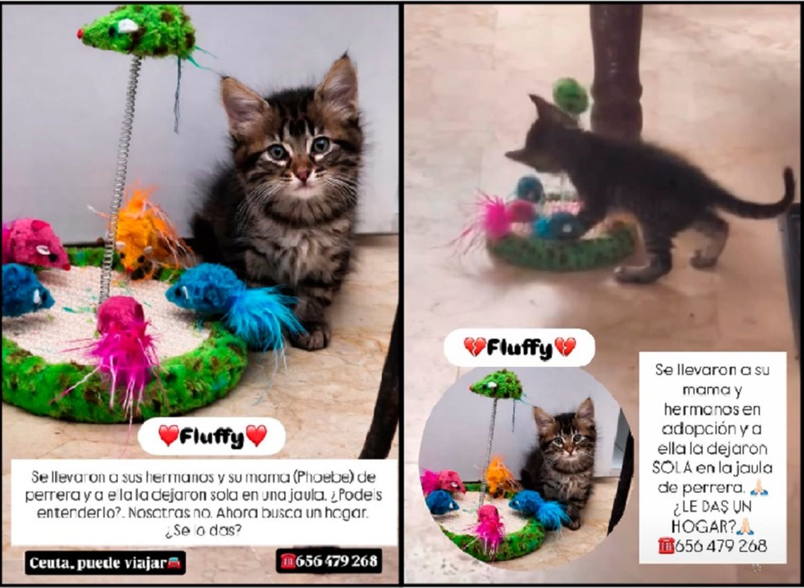 Anuncios realizados por la asociación Chats Noirs en sus redes sociales pidiendo la adopción de Fluffy