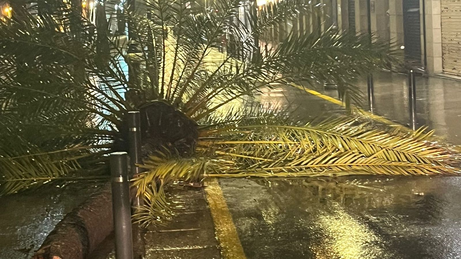 Una palmera caída en el Paseo de las Palmeras este domingo
