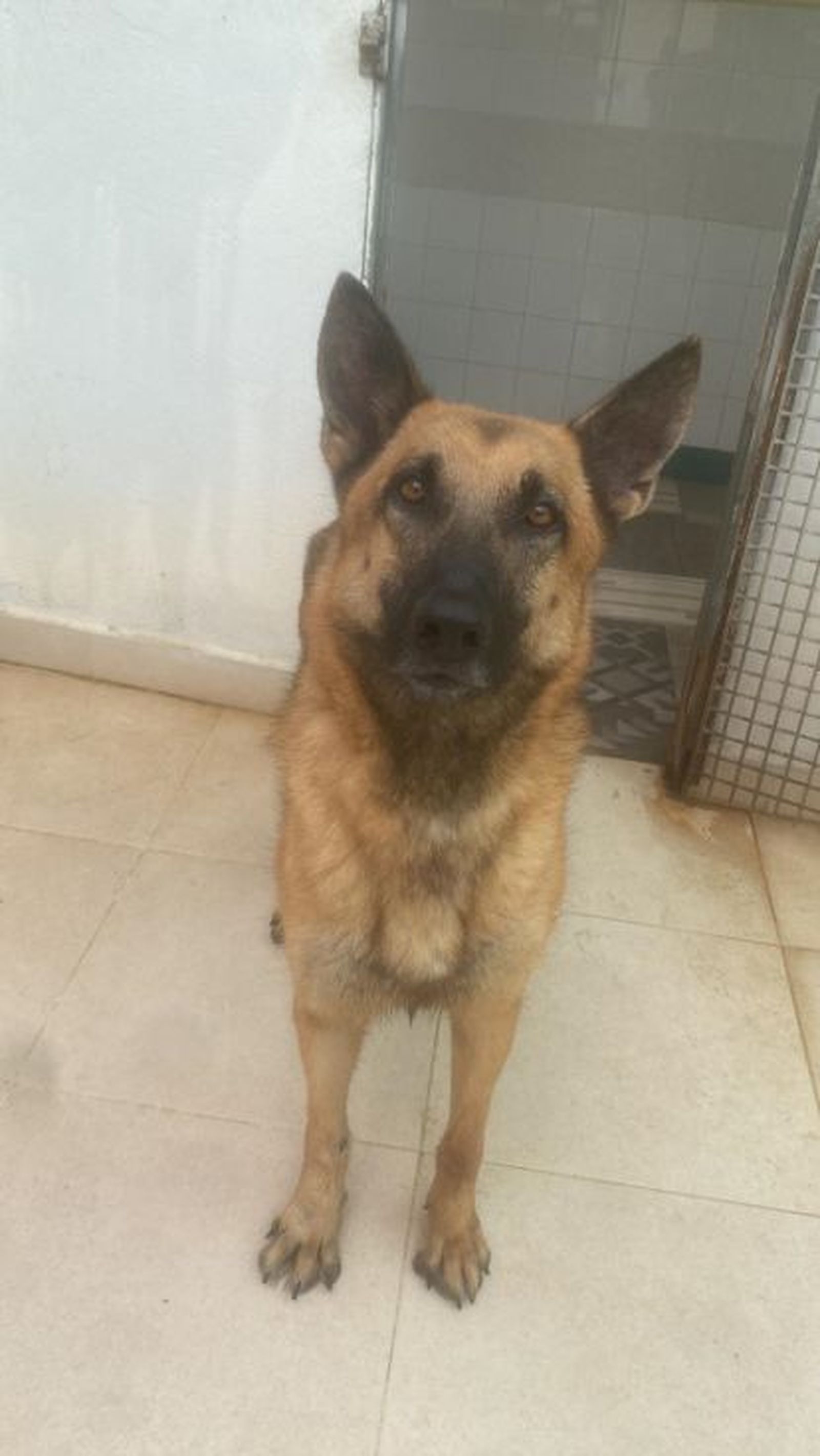 Este perrito viajará el martes a la Península para ser adoptado y estar con su nueva familia./ FOTO CEDIDA
