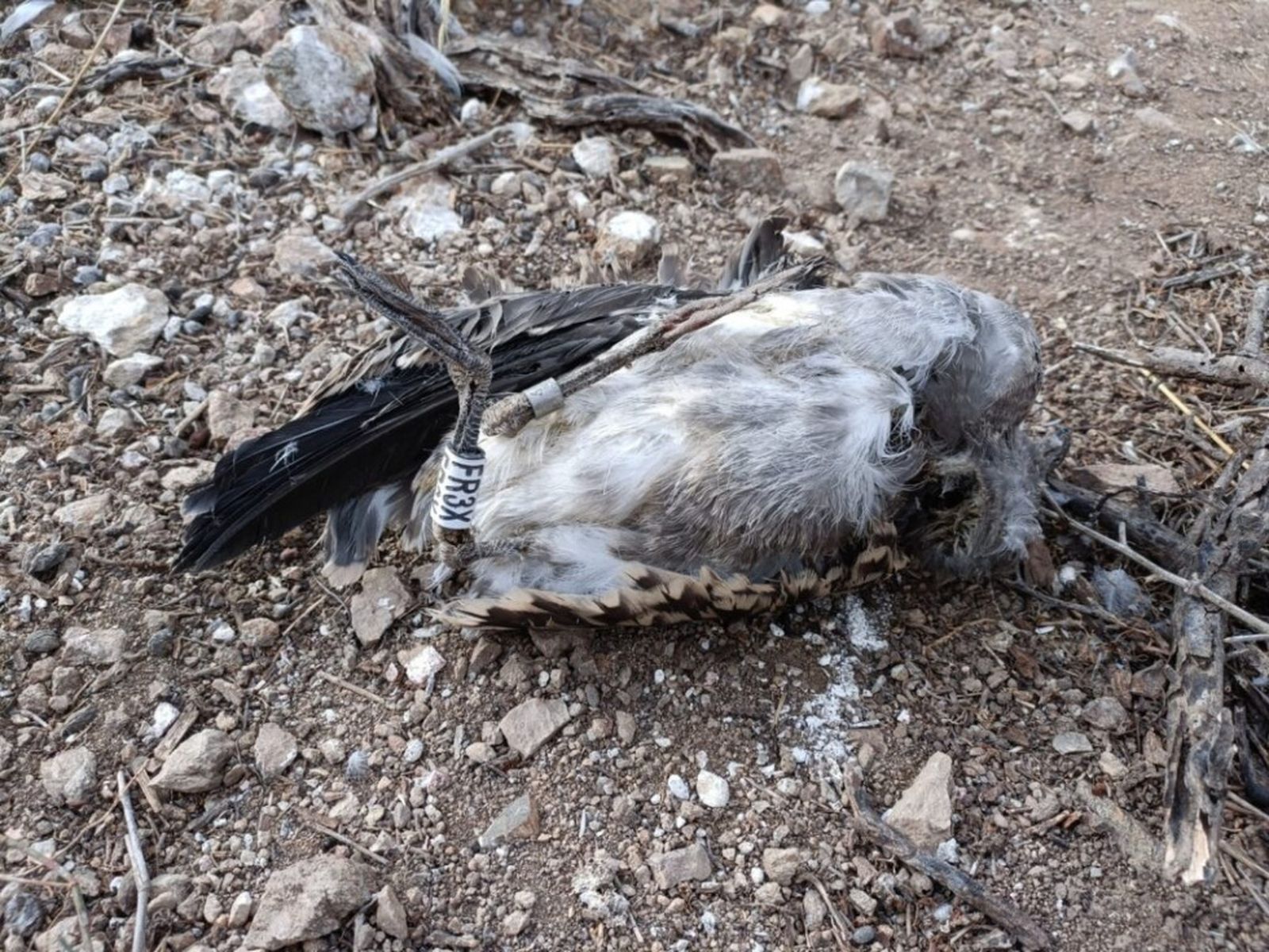 FOTO SEO BIRDLIFE CEUTA