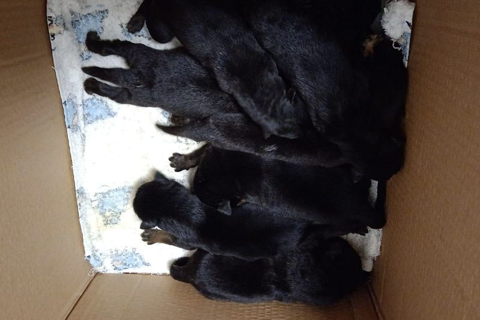 6472_perritos