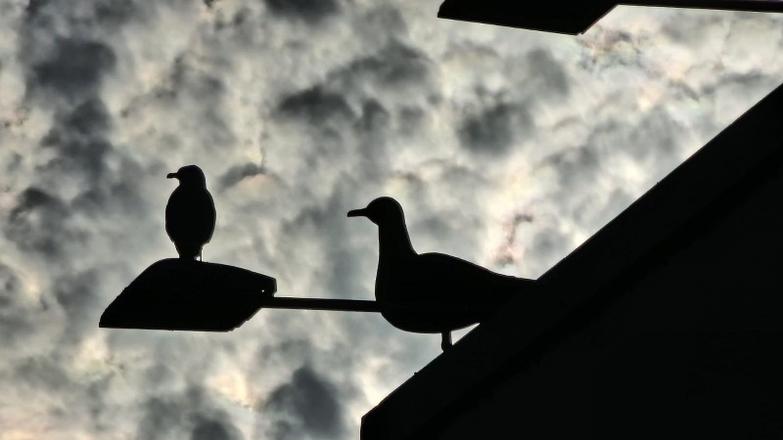 La proliferación de gaviotas se ha convertido en un grave problema en el casco urbano de Ceuta