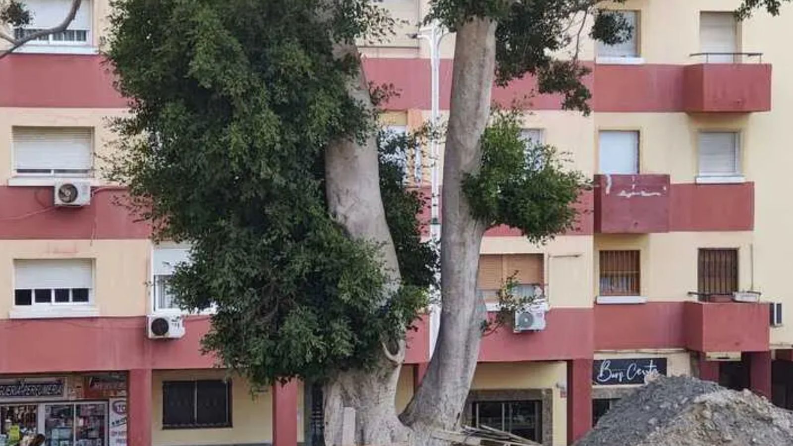 Ejemplar de Fícus en el IES Siete Colinas