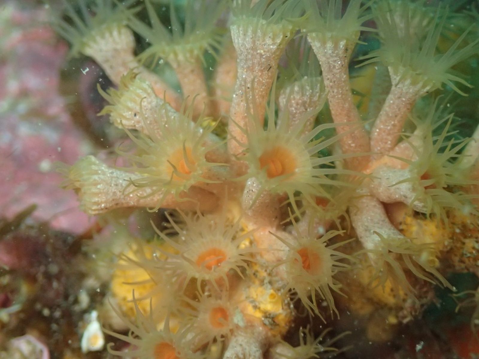 Parazoanthus axinellae/FOTO FUNDACIÓN MUSEO DEL MAR