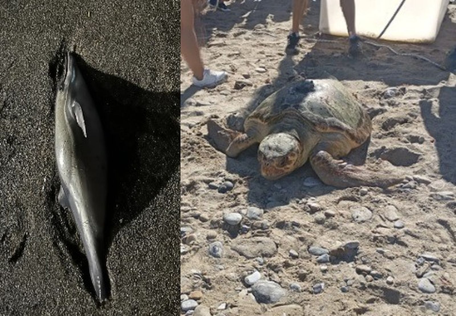 Montaje de un delfin víctima de las redes de deriva y una tortuga siendo liberada