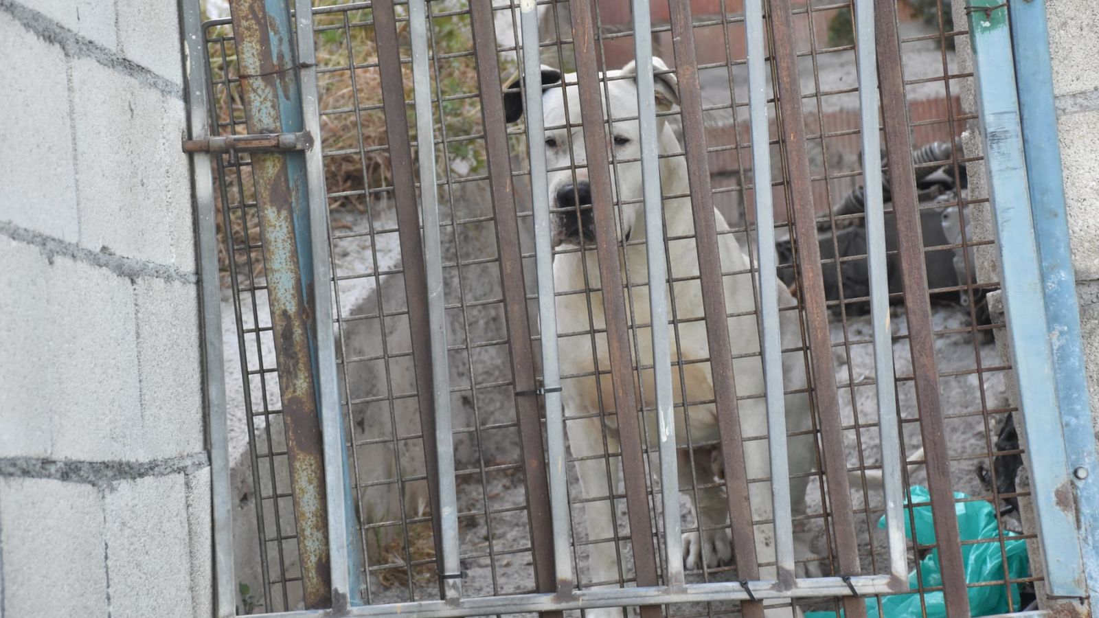 Uno de los perros inspeccionados durante el operativo