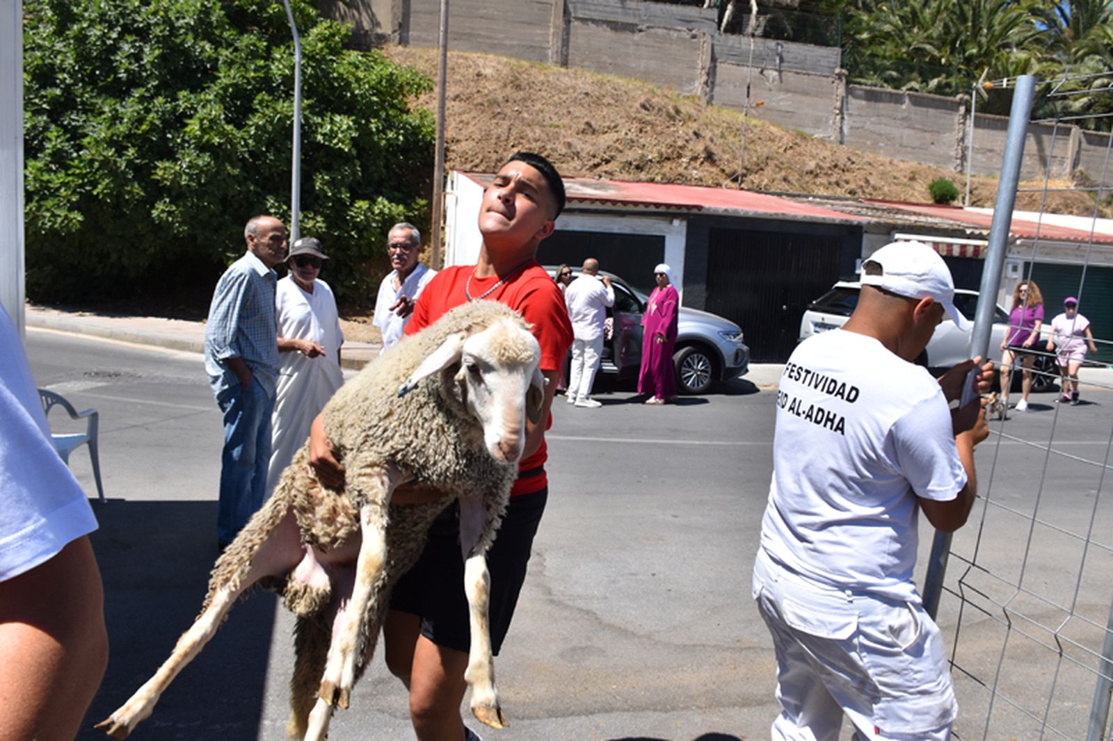 Un joven transporta a un cordero por el Eid al Adha de 2024. / FOTO NICOL´S
