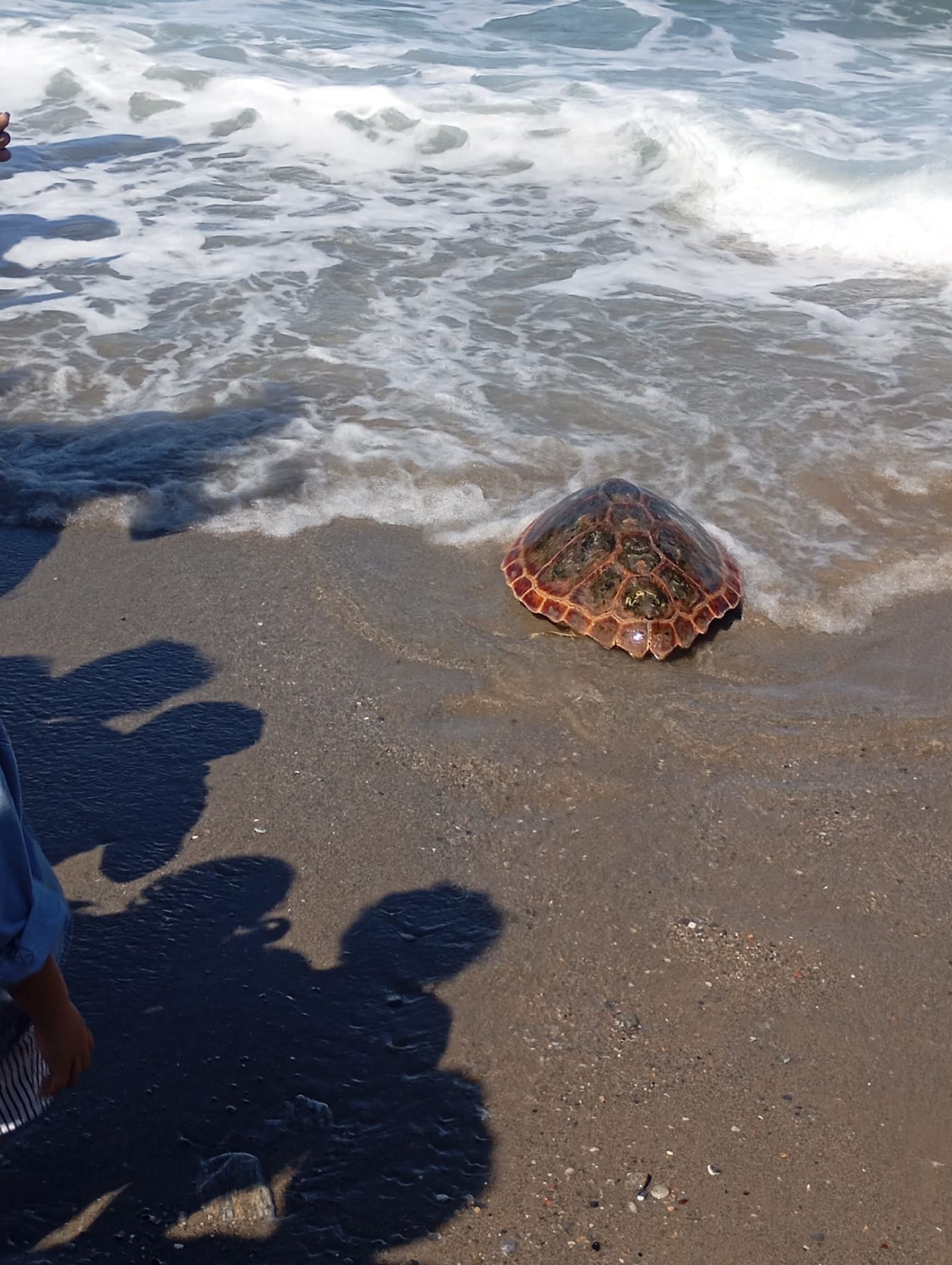 Bonita mañana ecológica en la playa de San Amaro