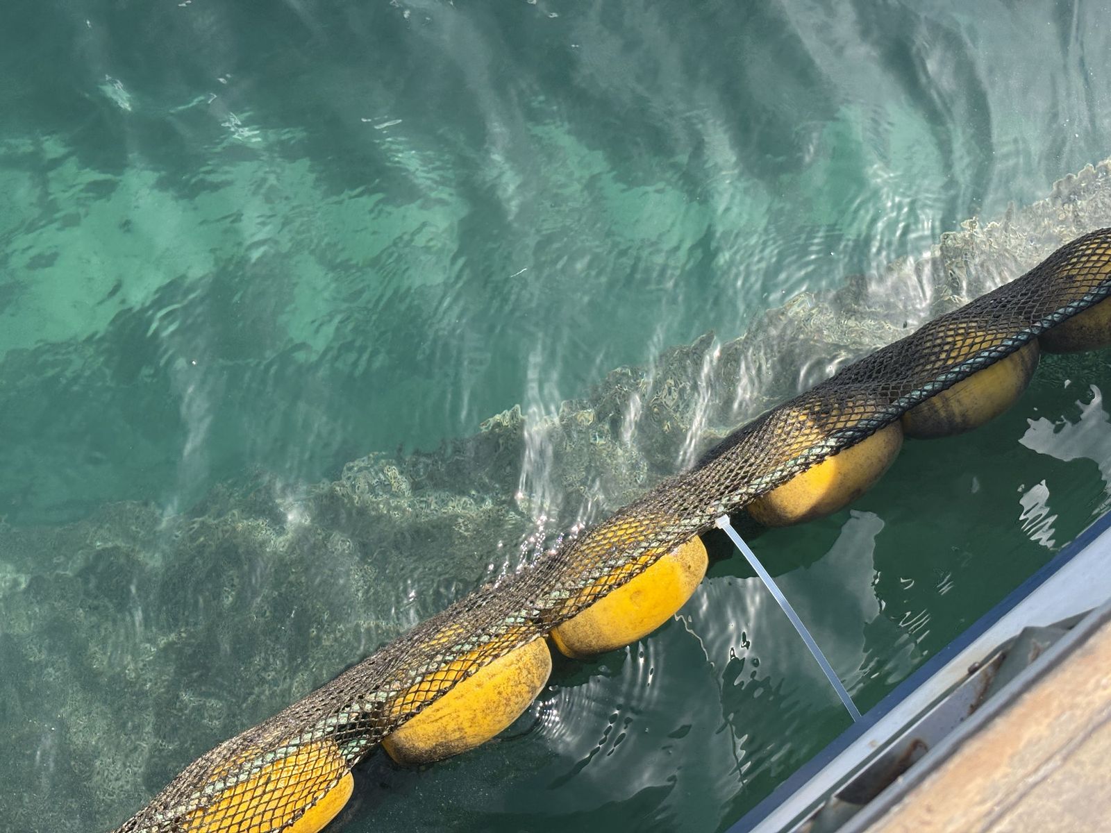 Ceuta blinda sus playas contra las medusas: el trabajo invisible que garantiza un verano seguro en el mar