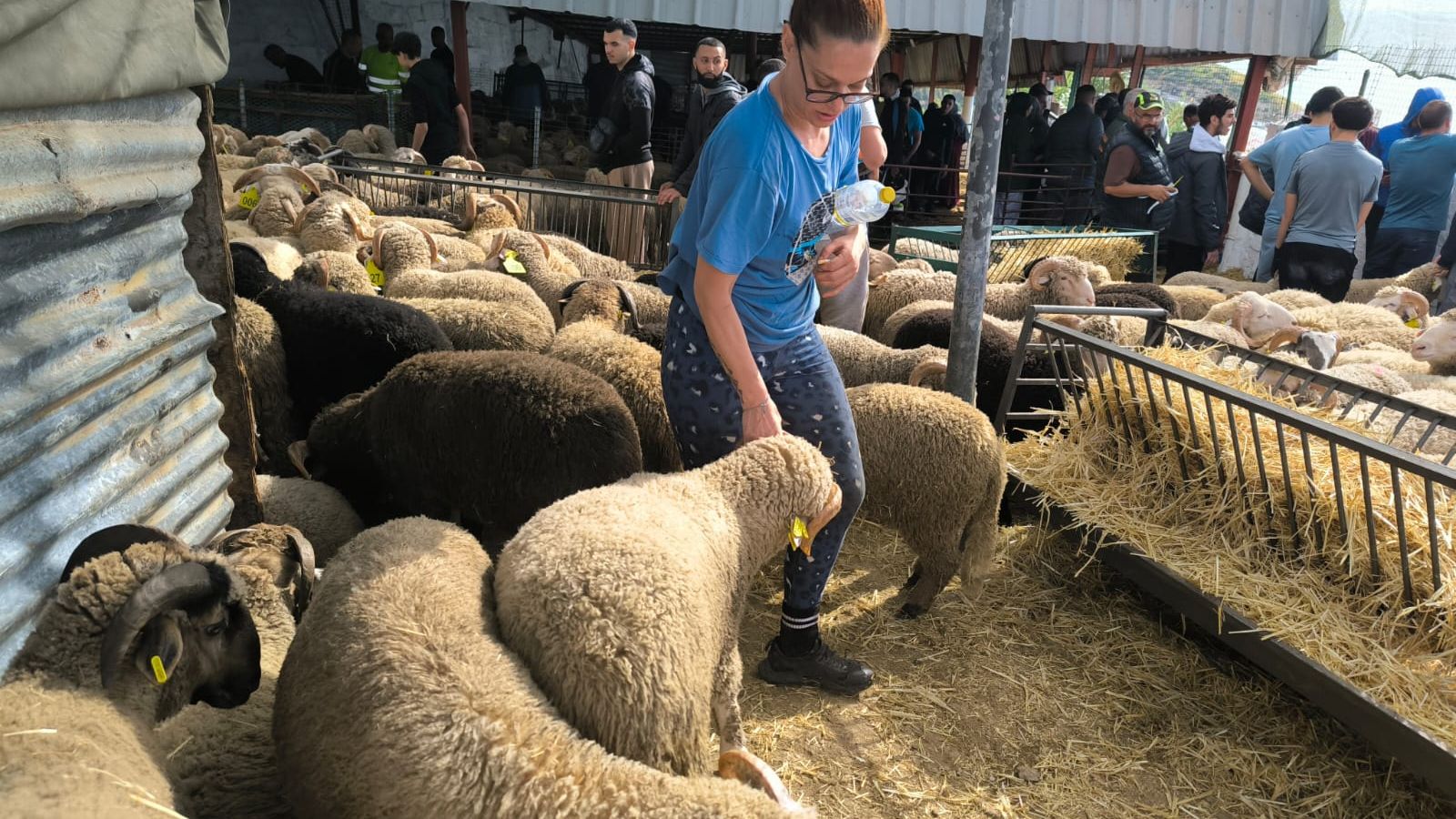 Arranca la cuenta atrás para la Fiesta del Cordero en Ceuta