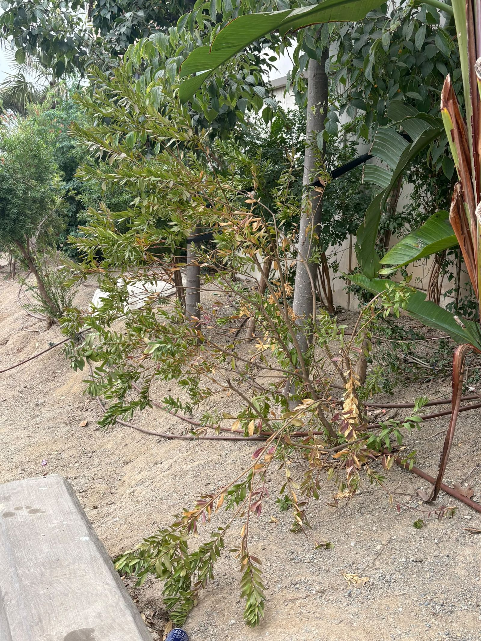 Los vecinos de Nicaragua dicen basta y reclaman una actuación urgente en la zona