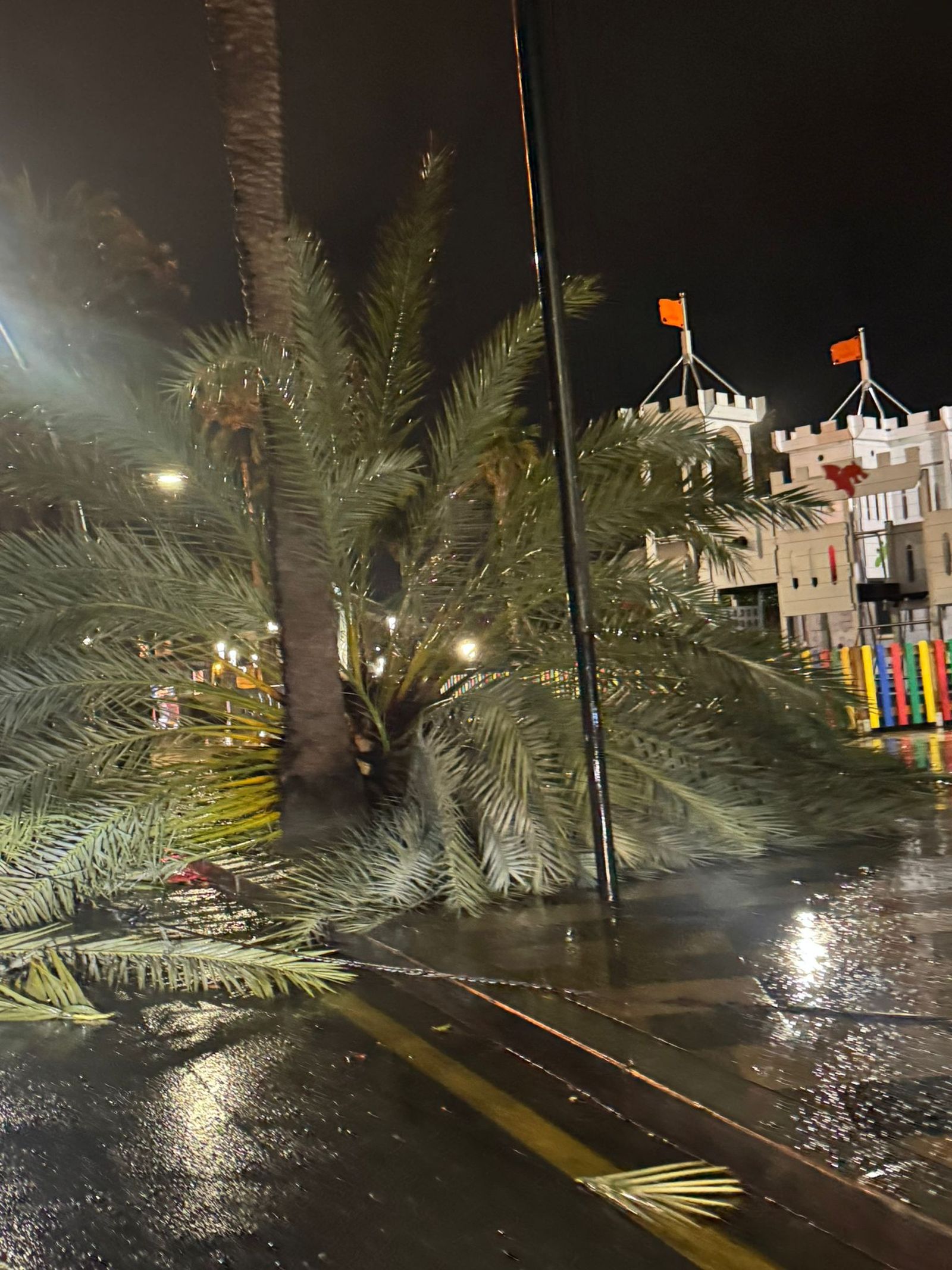 Dos palmeras, de gran tamaño han caído hoy a la calzada debido al fuerte viento que está azotando a la ciudad