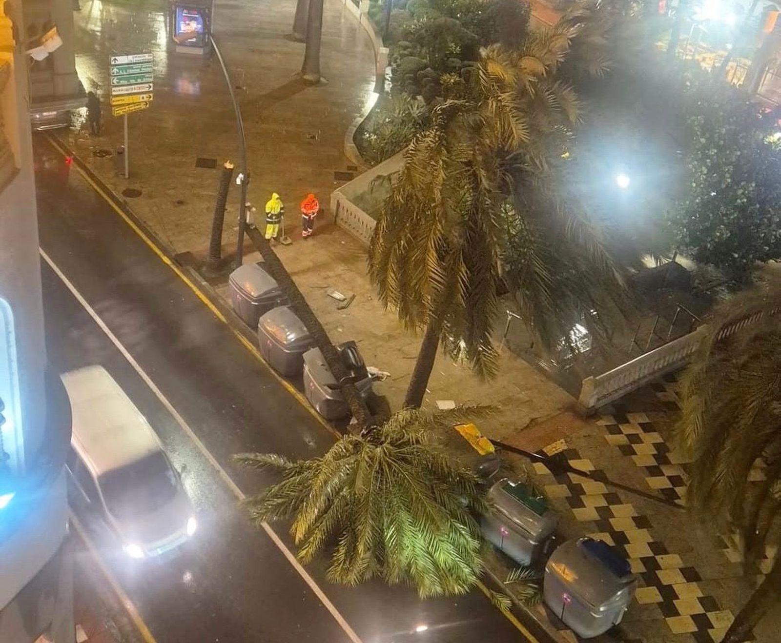 Un ejemplar de palmera cayó ayer al suelo en La Marina