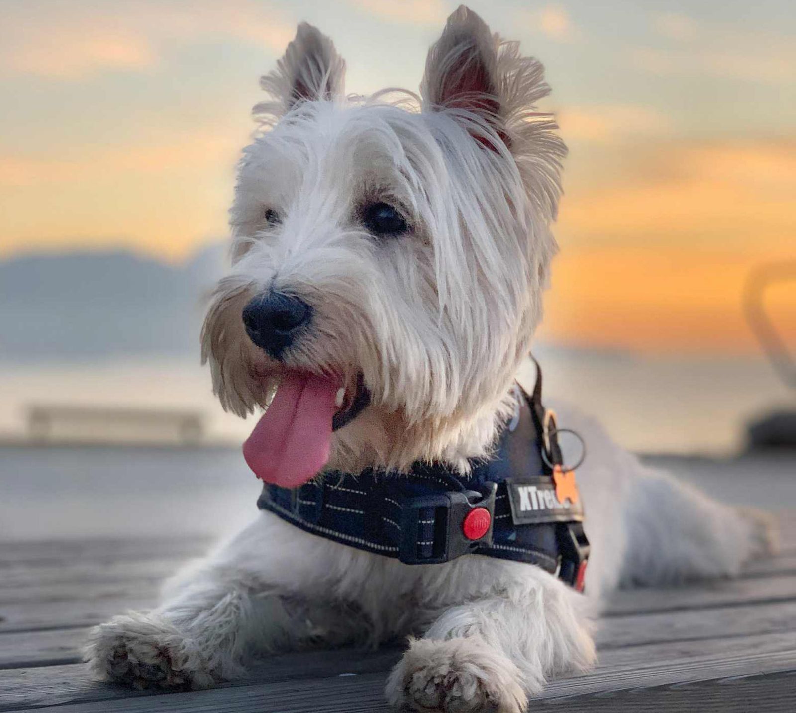 Imagen de una mascota.