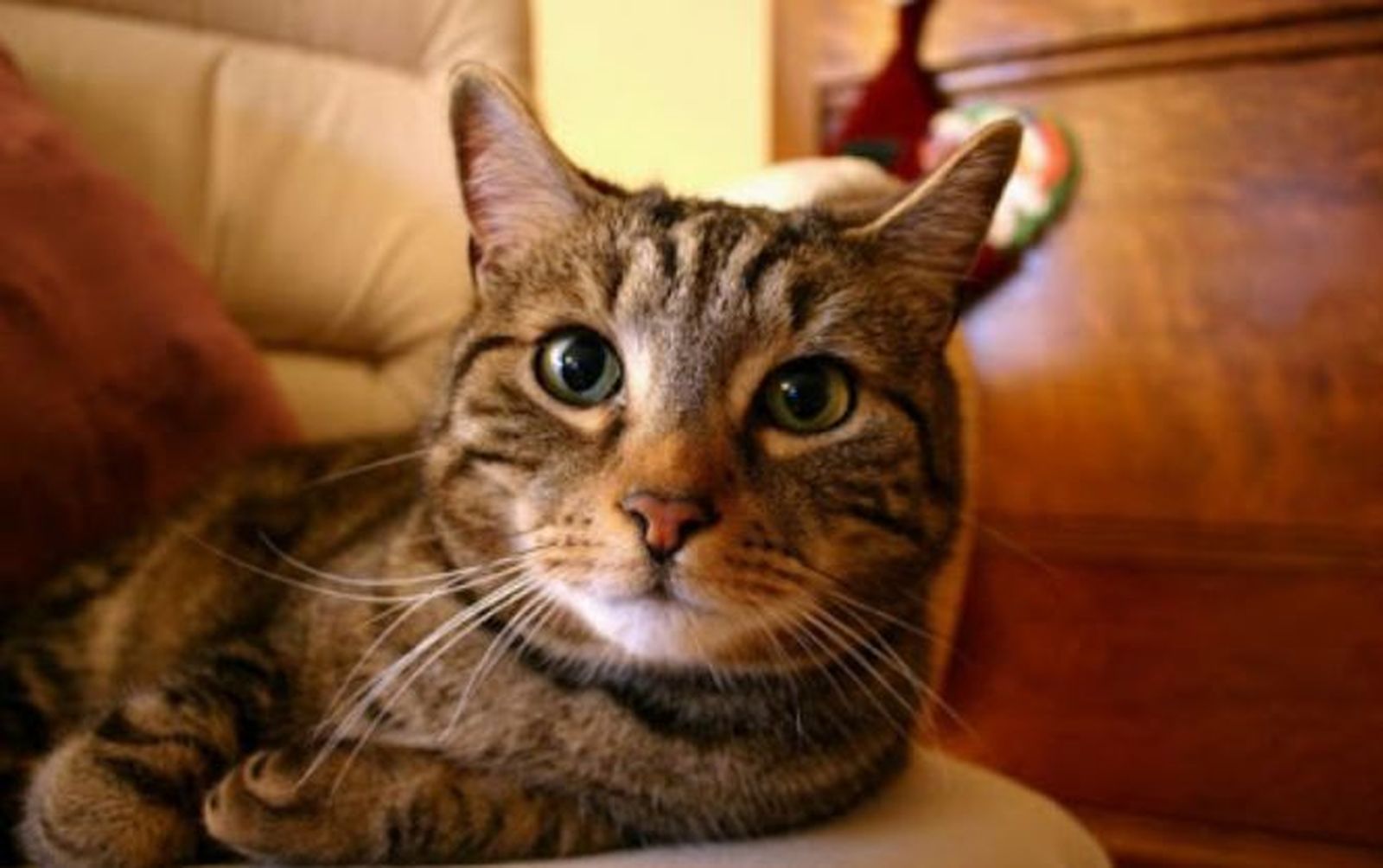 2718_mascotas-gato-sanciones