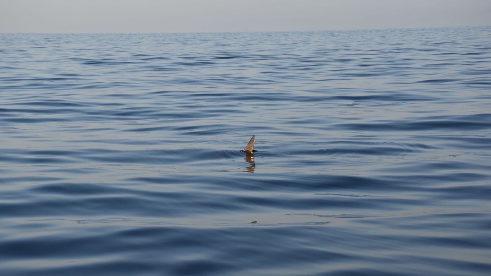 Un pez luna en la bahía sur de Ceuta. Los voluntarios de Cruz Roja avistaron desde lo lejos una silueta que resultó ser el animal. En ocasiones pueden contemplar delfines e incluso han visto ballenas