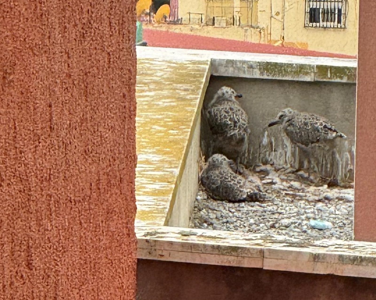 Un nido de gaviotas en Ceuta. / FOTO DAUBMA