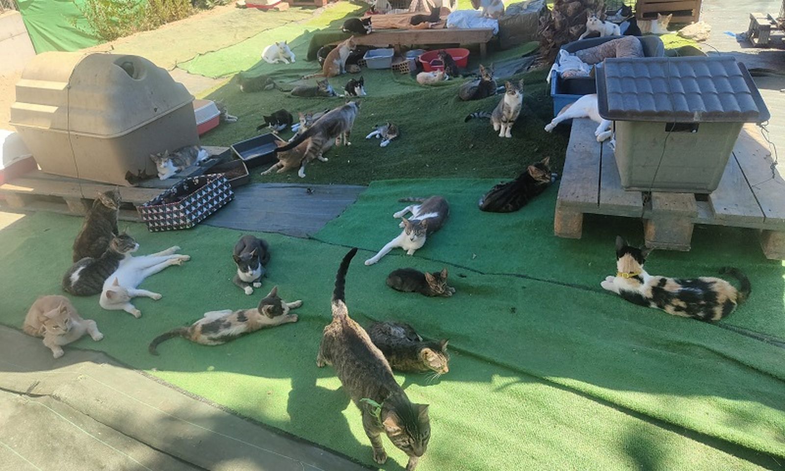 Una colonia de gatos en Ceuta