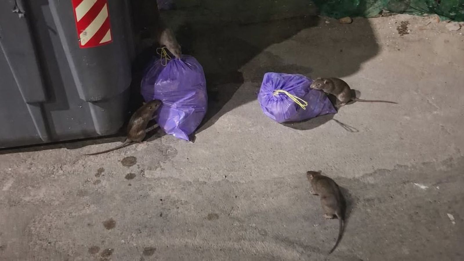 Varias ratas 'dan cuenta' de un par de bolsas de basura
