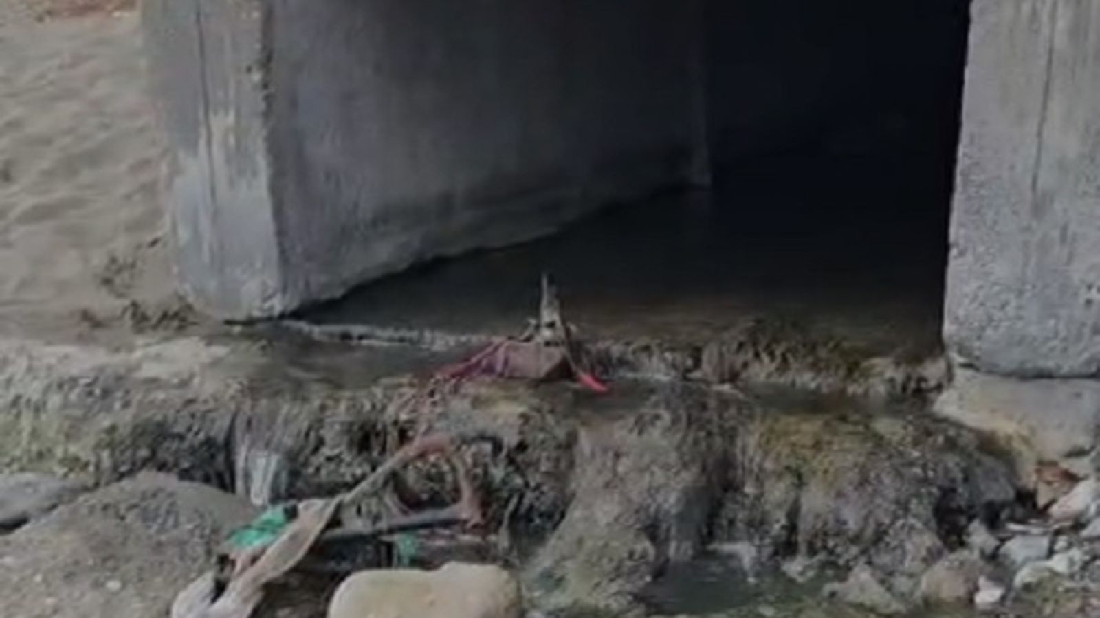 Zona denunciada por los vecinos y donde apareció la tortuga