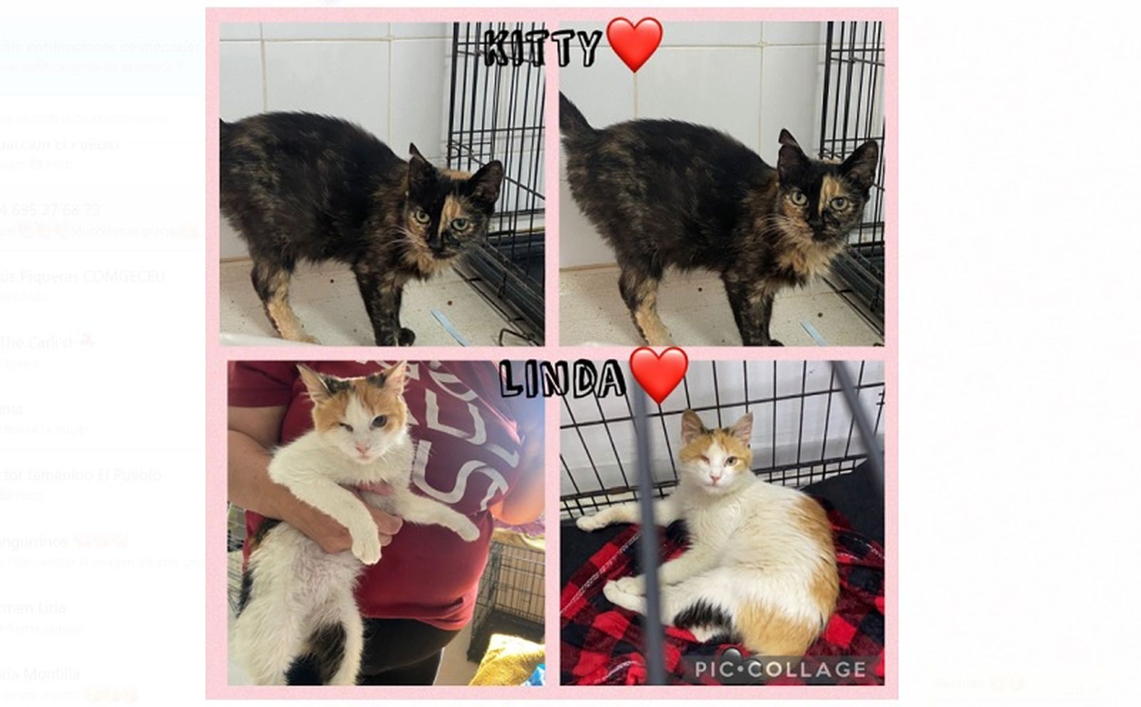 8489_gatos