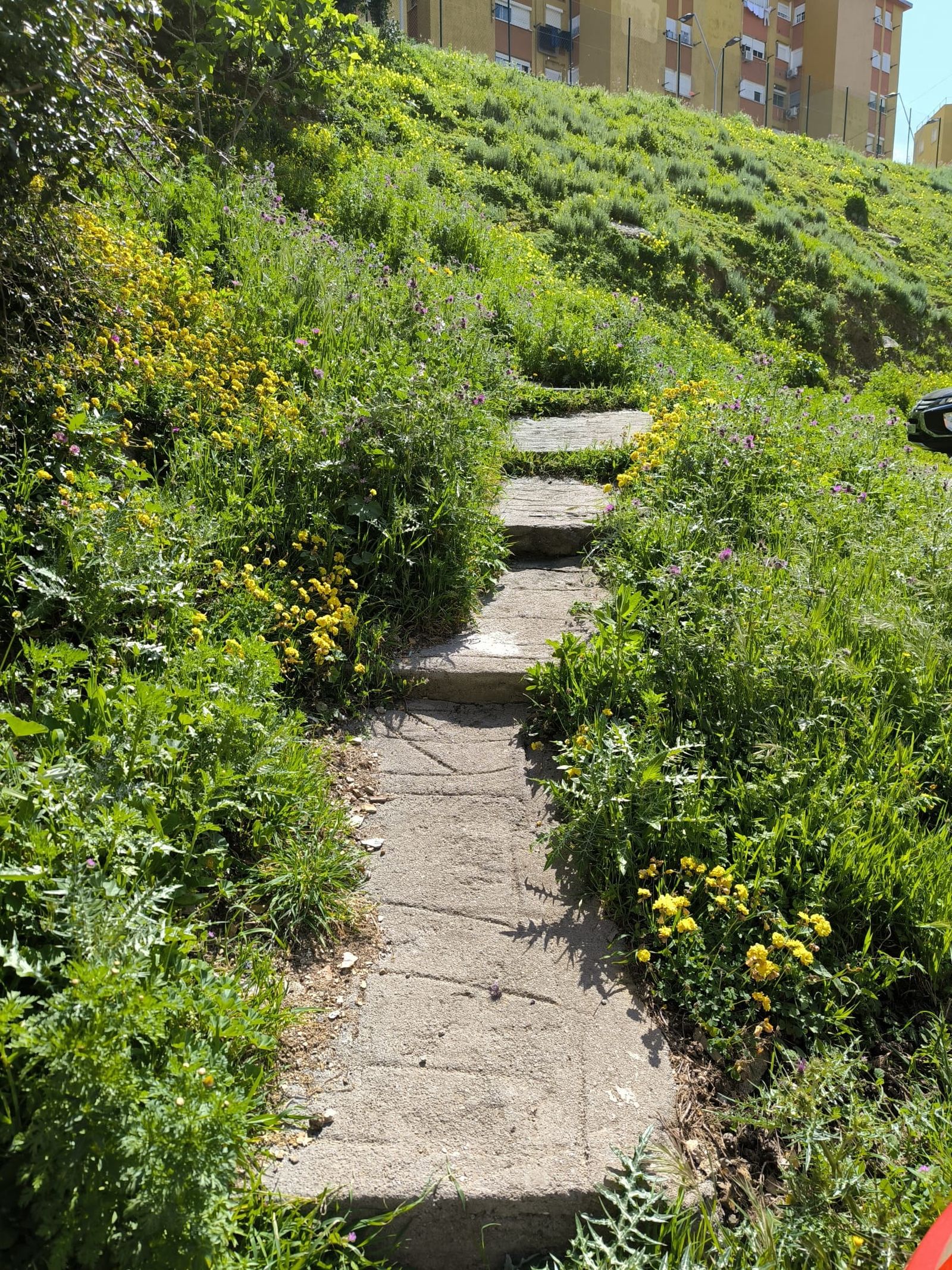 Escaleras en una ladera ajardinada que hizo un vecino con sus manos