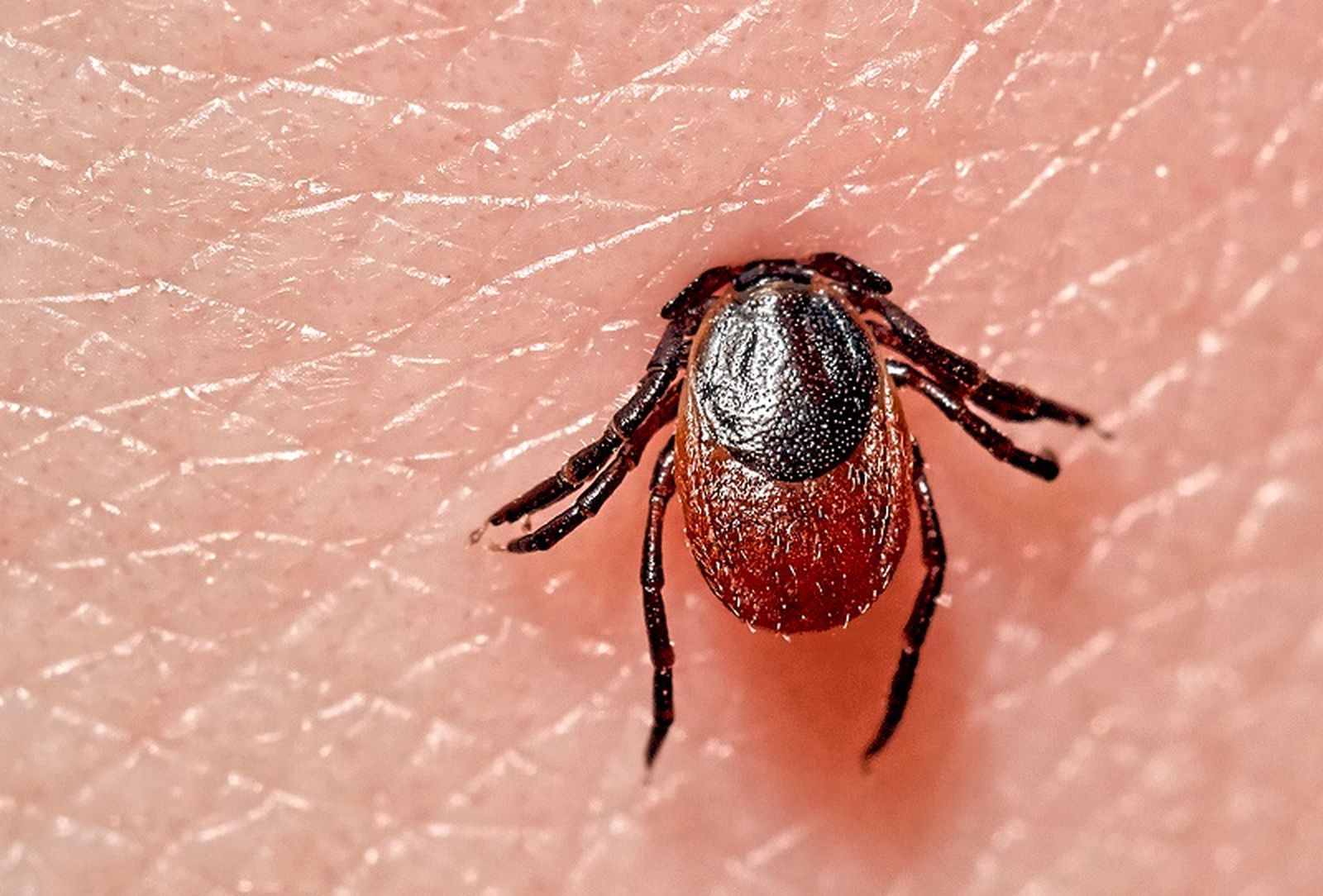 6727_webgarrapata-lyme