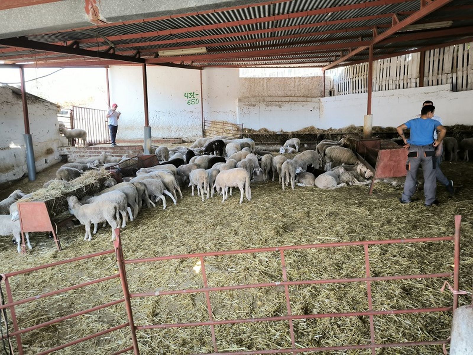 Decenas de borregos en la ganadería Herederos de Miguel Jimena. / FOTO NICOL'S