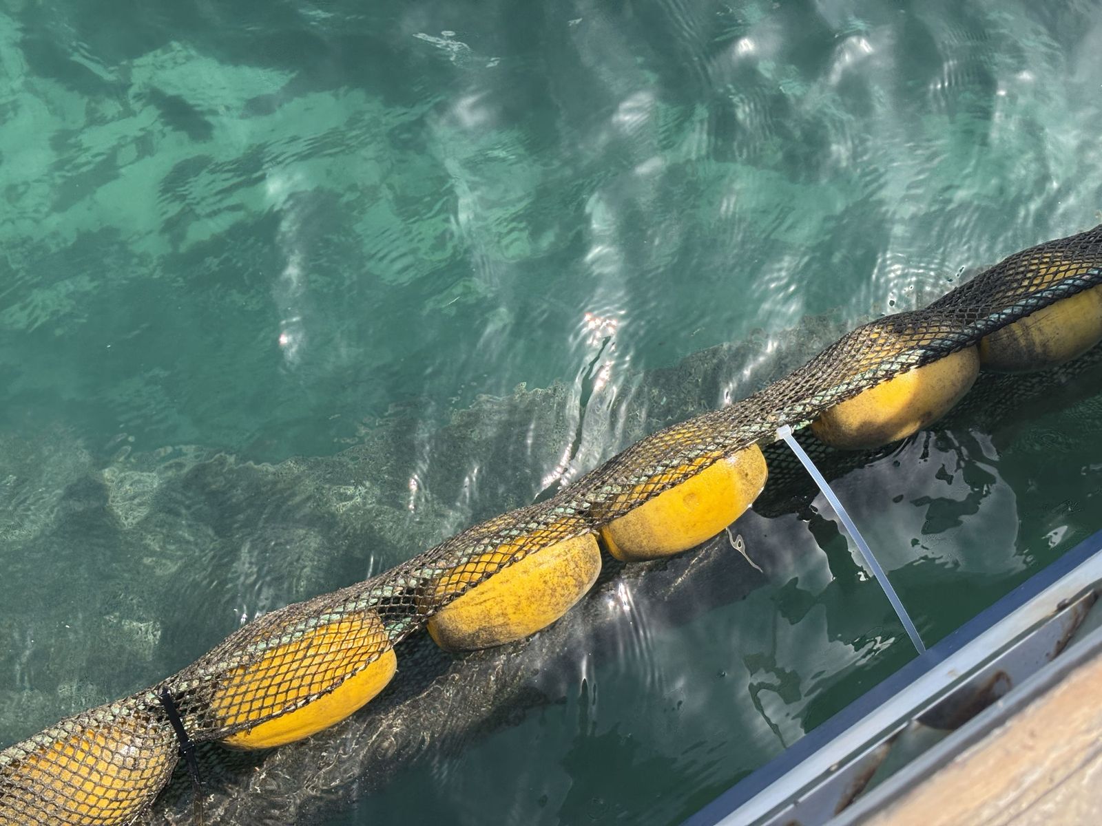 Ceuta blinda sus playas contra las medusas: el trabajo invisible que garantiza un verano seguro en el mar