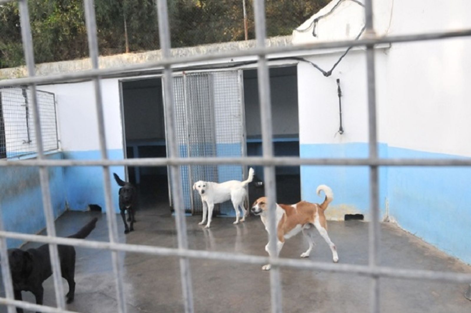 Perros en la protectora de animales de Ceuta.