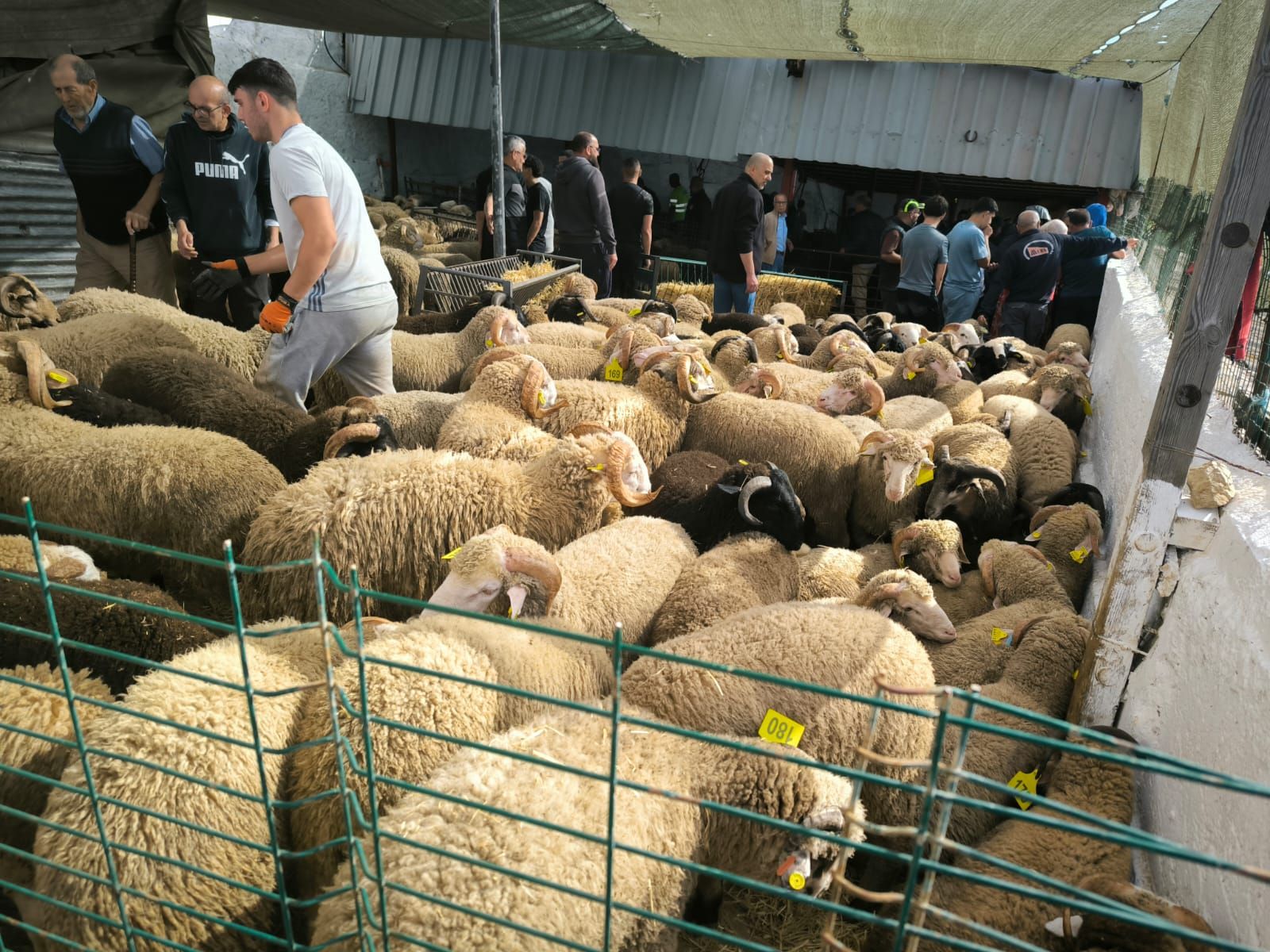 Arranca la cuenta atrás para la Fiesta del Cordero en Ceuta