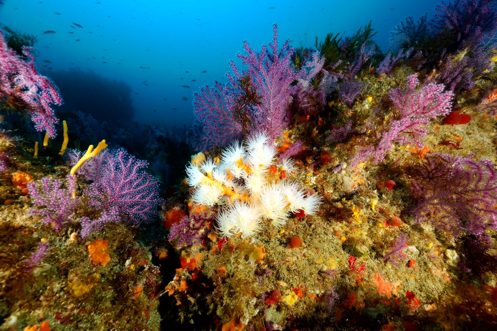 El Proyecto MESO_Alborán 2 da continuidad al trabajo iniciado en el proyecto anterior, MESO_Alborán, que ya había revelado “la existencia de un elevado número de unidades geomorfológicas sobre las que se desarrollaban comunidades biológicas desconocidas hasta el momento” El Proyecto MESO_Alborán 2 da continuidad al trabajo iniciado en el proyecto anterior, MESO_Alborán, que ya había revelado “la existencia de un elevado número de unidades geomorfológicas sobre las que se desarrollaban comunidades biológicas desconocidas hasta el momento”