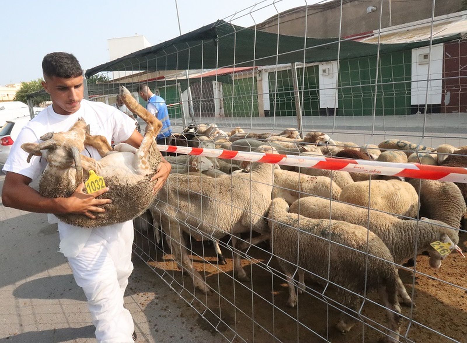 Un trabajador lleva un borrego a uno de los cinco mataderos móviles disponibles en Ceuta para el Eid al Adha. FOTO REDUAN
