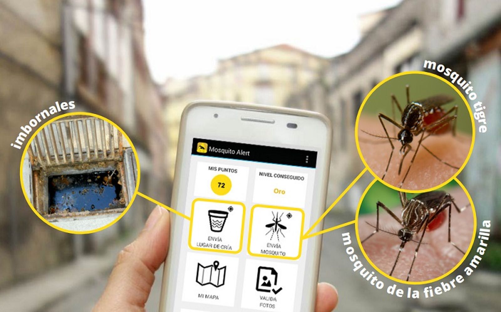 8547_mosquito-aplicacion