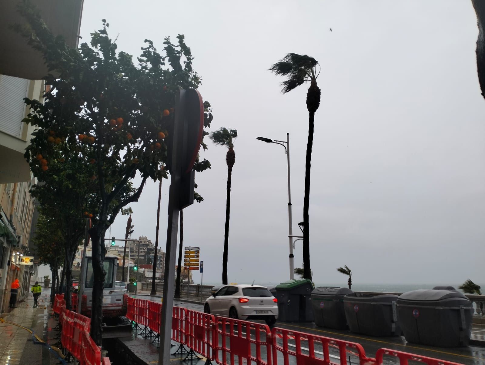 Naranjos y palmeras son zarandeadas por el viento frente a la playa de La Ribera