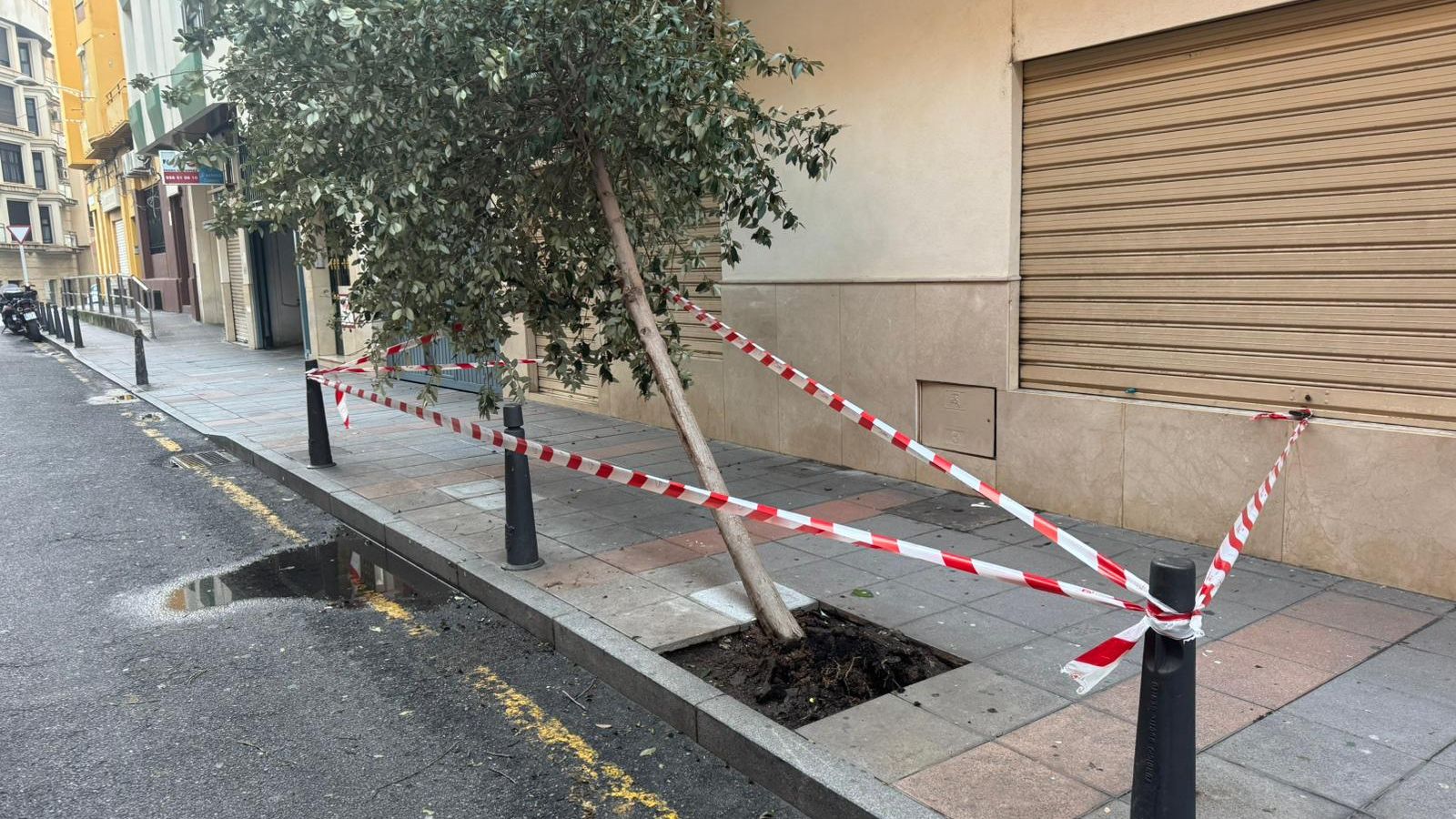 Un árbol caído en la calle Mendona