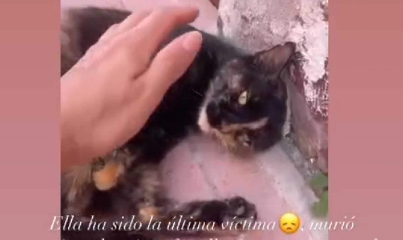 FOTO CHATS NOIRS INSTAGRAM