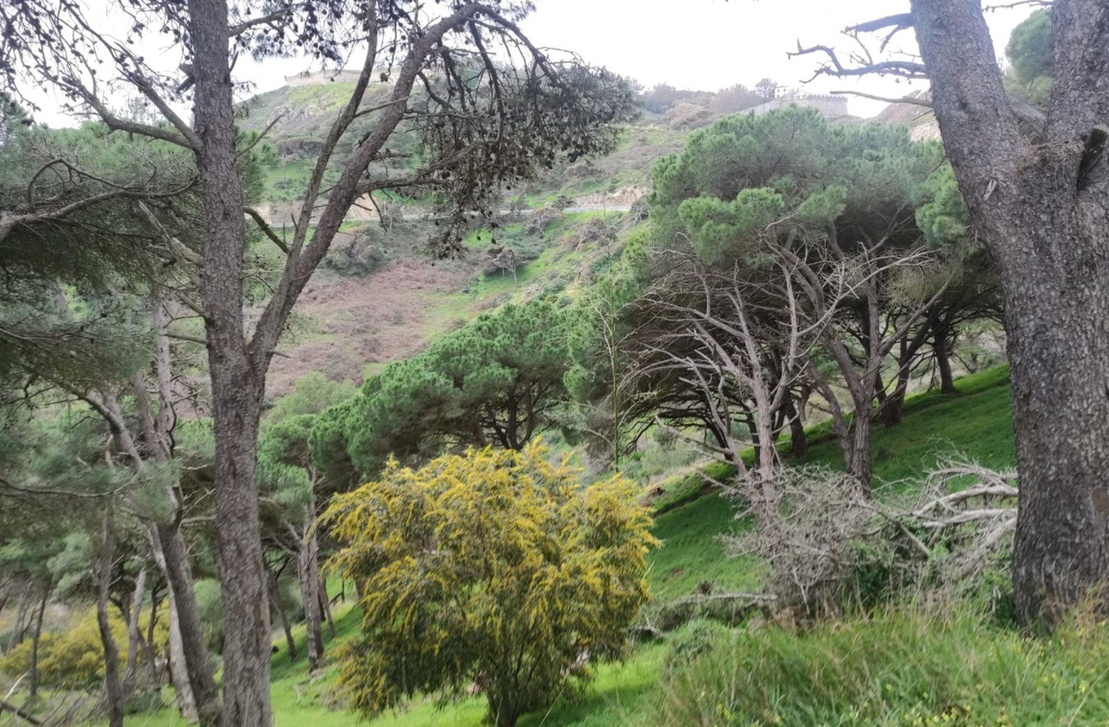 Espacio verde del entorno natural de Ceuta en una fotografía de archivo